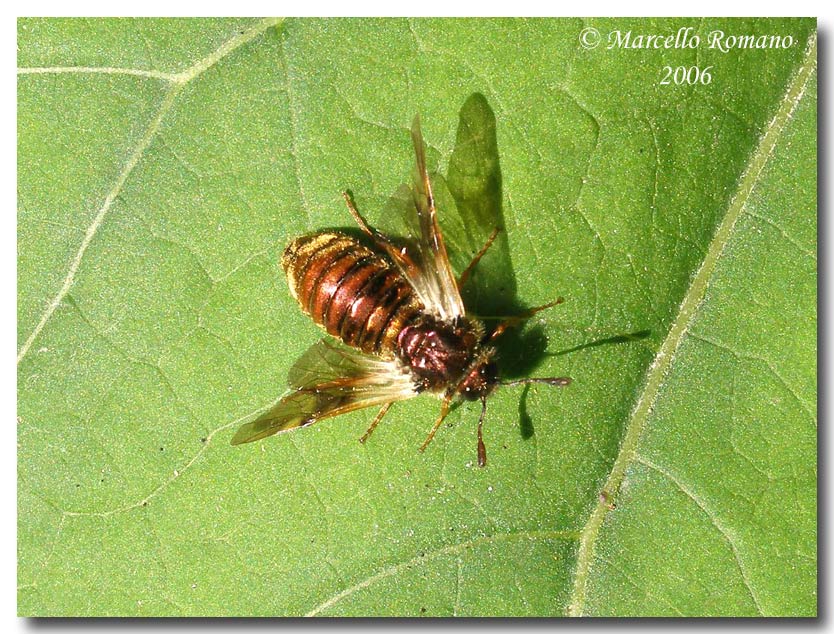 Abia aurulenta (Cimbicidae) dal Parco Adamello Brenta